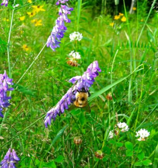 "bumblebee on a purple flower in a green meadow"