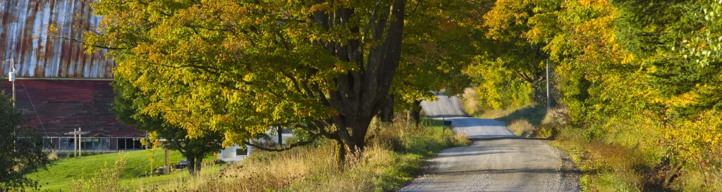 Dirt road with flowers and trees on either side